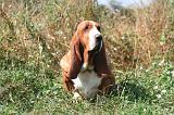BASSET HOUND 235